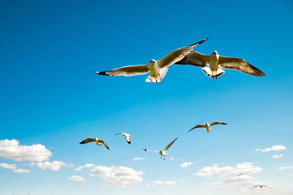 Flying albatrosses against the blue sky