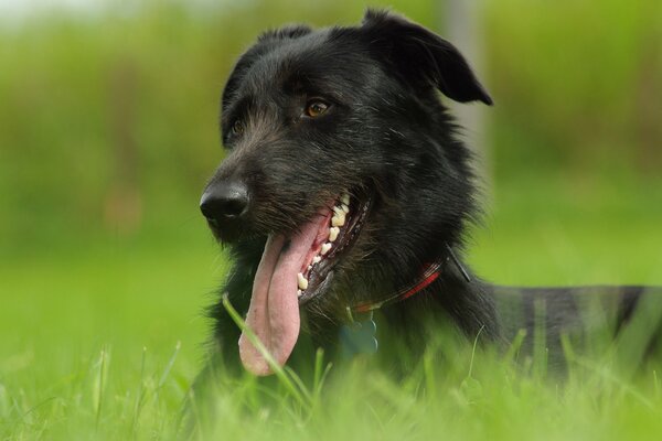 A dog with his tongue hanging out is lying in the grass