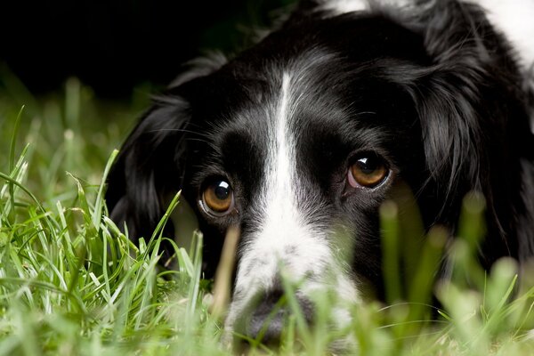 A dog with a very intelligent look