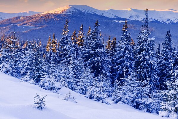 Evening beauty of pine forest and mountains