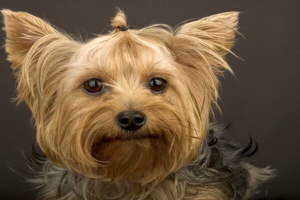 Die Schnauze und der Blick eines Yorkshire Terriers