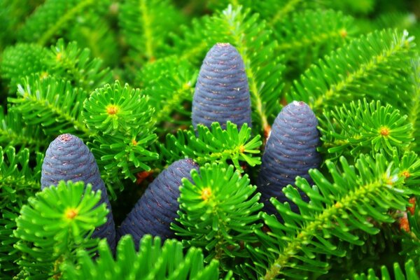 Blaue Zapfen in Tannenzweigen