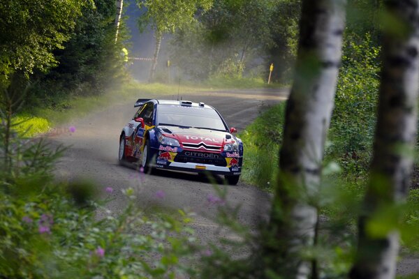 The front of the Citroen car against the background of the forest