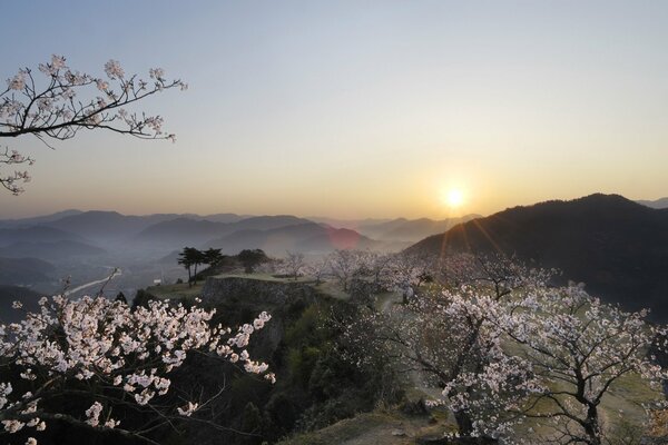 Sakura et coucher de soleil. Japon. Vue