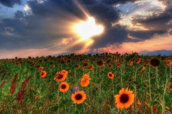 Orange sunflowers at sunset. Sky