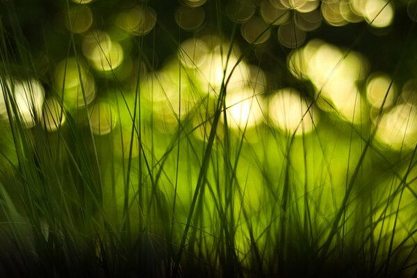 Yellow highlights on green grass