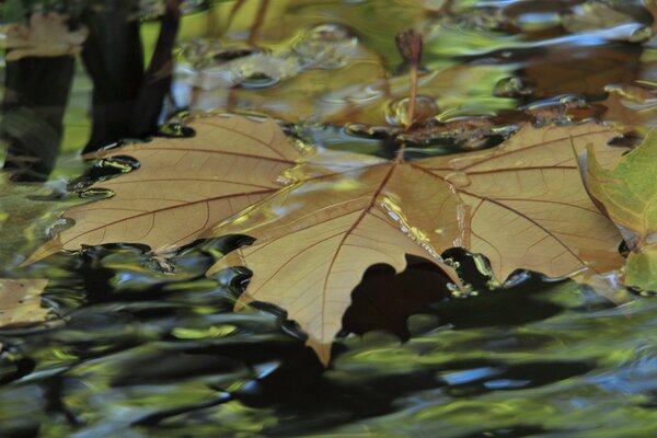 Autumn Brook Leaf Park