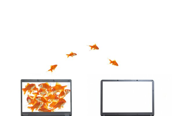 Gold springende Fische im Computer