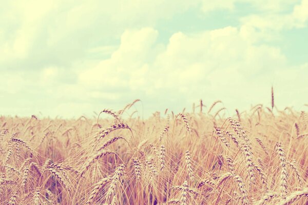 Wheat field and clouds. Landscape