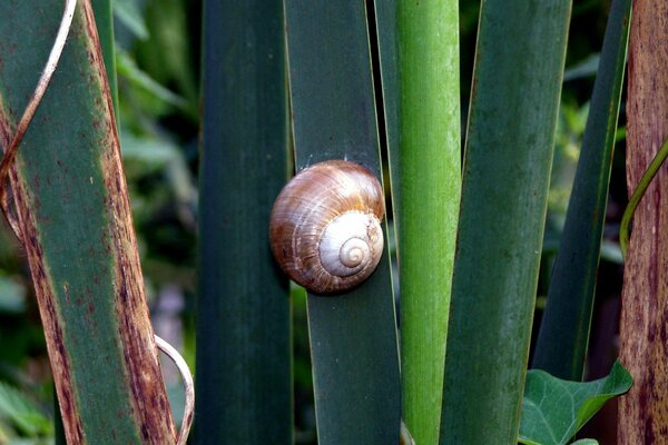 Un Caracol con una corona se arrastra sobre la hierba