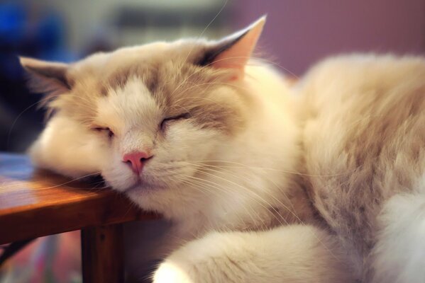 The fluffy cat fell asleep. Ears on top of the head