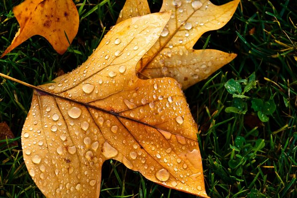 Hoja de otoño cubierta de rocío