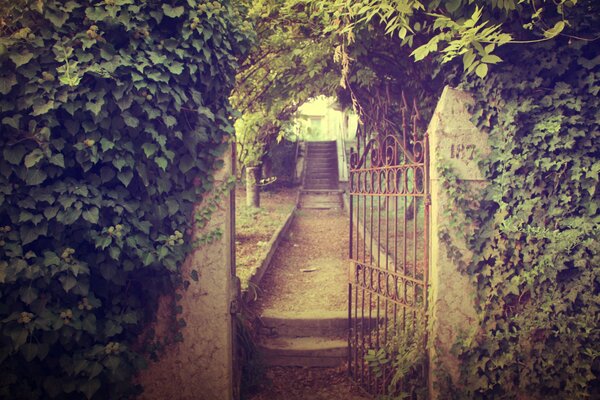 Ivy over the gate. Wall. Road