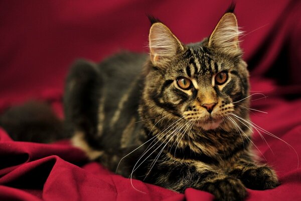 Chat Royal sur un drap rouge