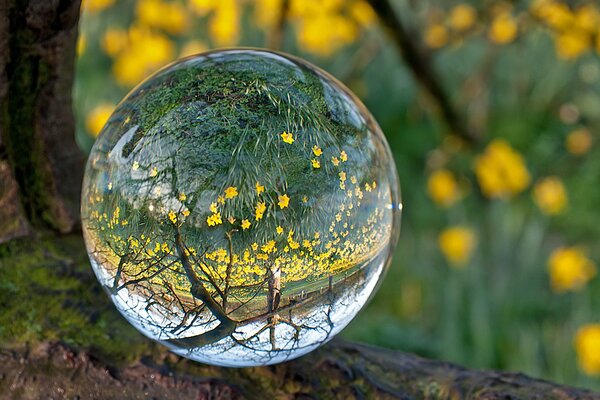 Wassertropfen mit Waldreflexion