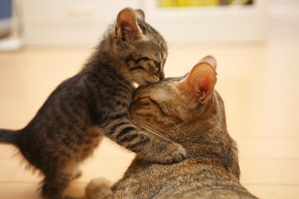 Familie Mama Katze und Baby Kätzchen