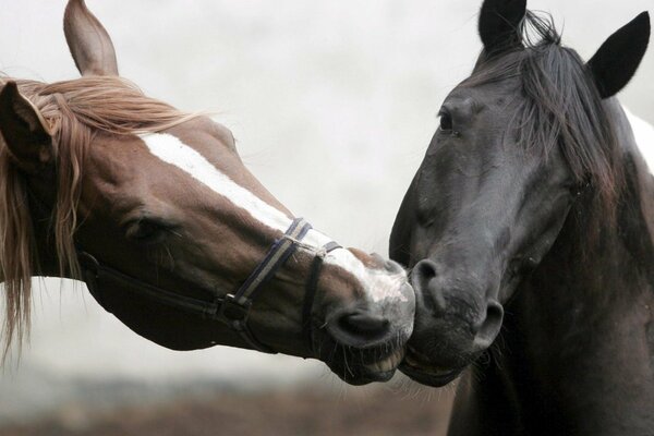 Hermosa foto de caballos besándose