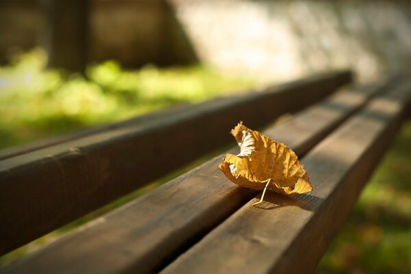 Gelbes Blatt im Herbst auf einer Bank