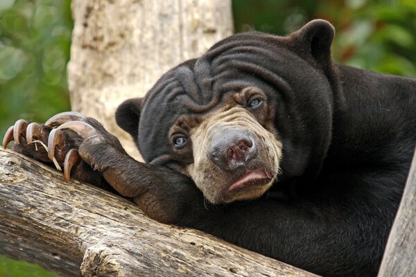 Oso gubach con ojos azules tristes