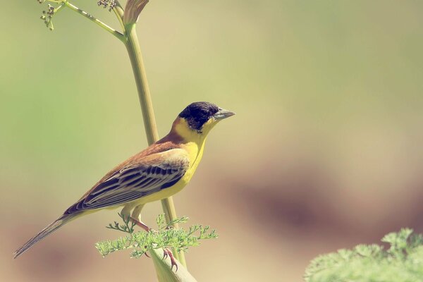 A small yellow bird on a branch