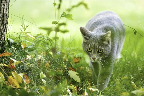 Cacciatrice Bagheera gatto bello