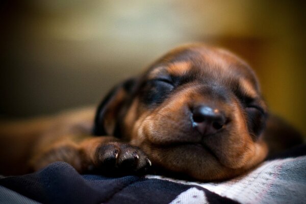 Il cucciolo soddisfatto dorme dolcemente