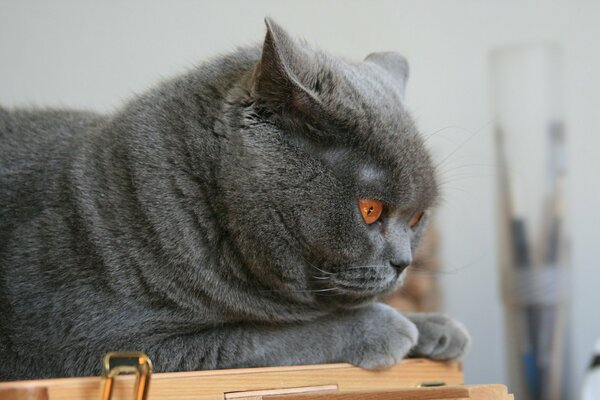 Photo of a gray cat. The animal is lying, looking