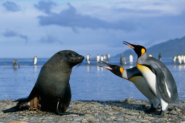 Foche e pinguini abitanti dell Antartico