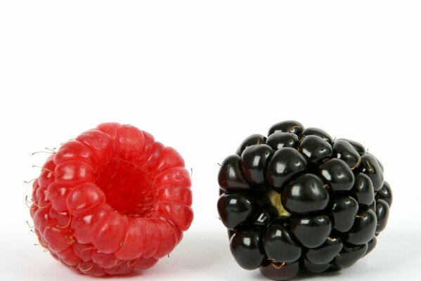 Reife süße Himbeeren mit Brombeeren