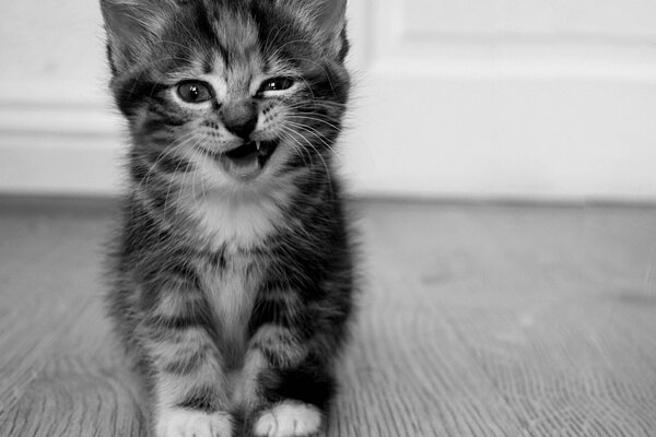 Funny photo of a gray kitten. The cat grins