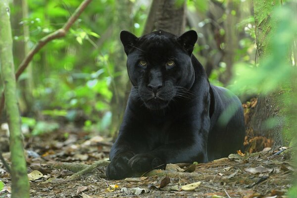 The Black Panther in the jungle is a family of cats