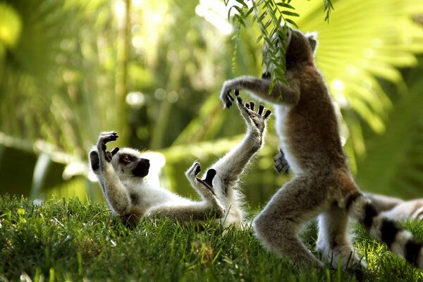 Two lemurs playing in the grass