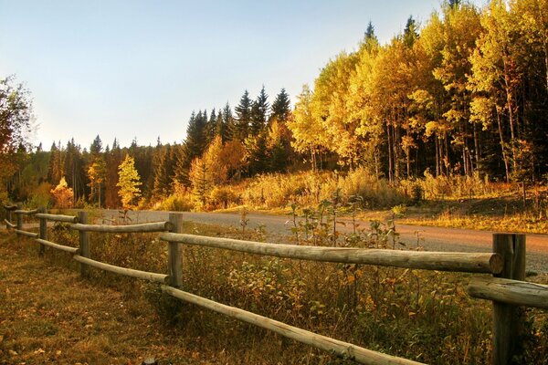 Wald Zaun Straße