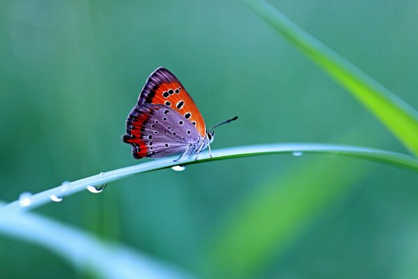 Butterfly on a branch on a green background