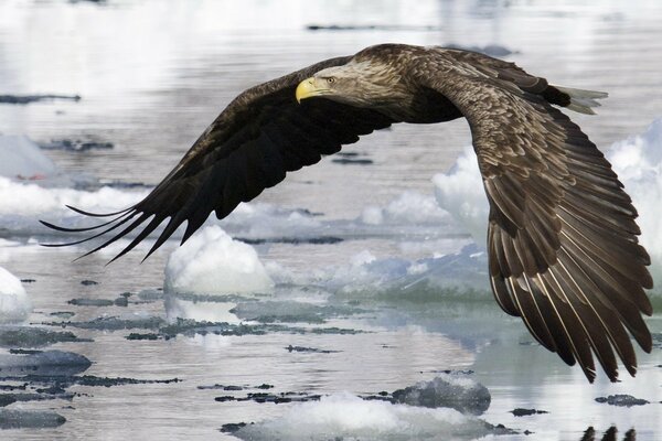 Der Adler fliegt auf Wasser und Eis