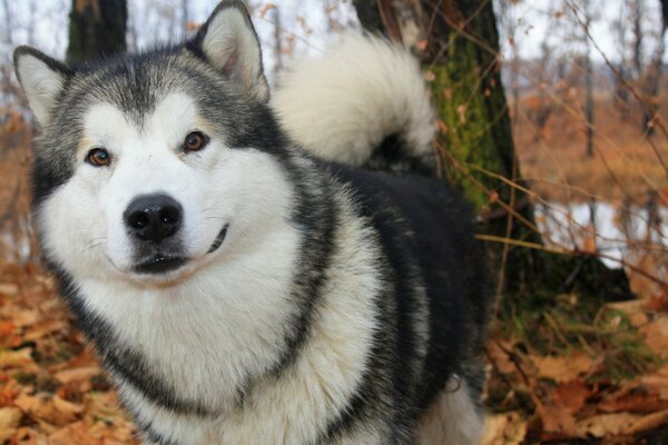 A cheerful dog in the autumn forest