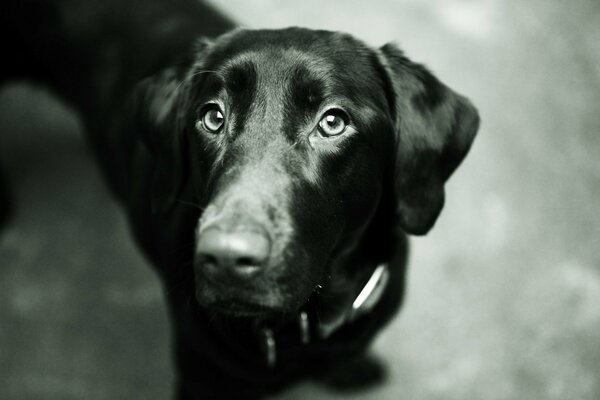 Schwarzer Hund mit traurigen Augen