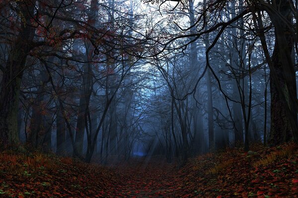 Foresta autunnale in una foschia nebbiosa