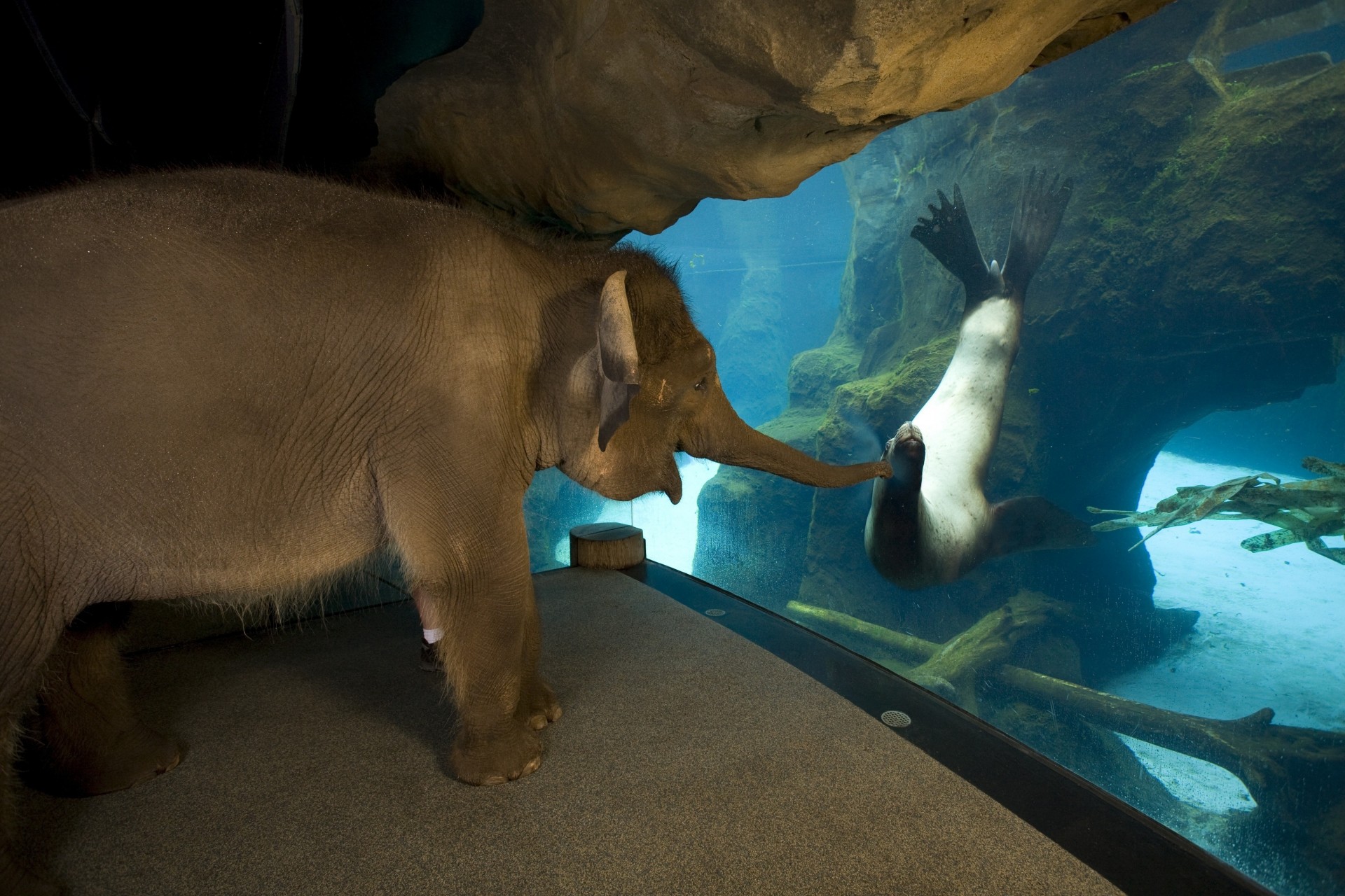 amistad animales elefante foca