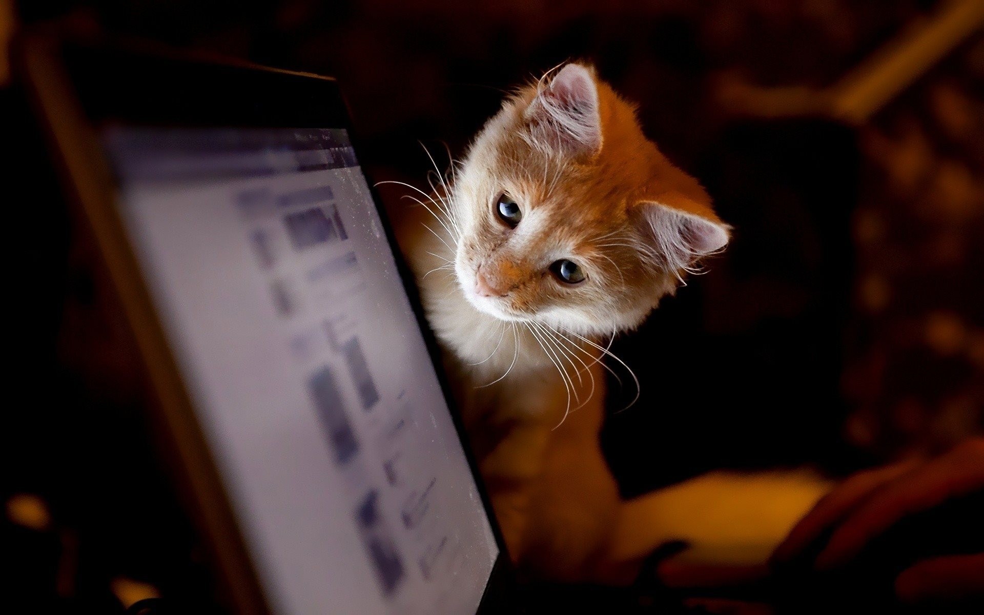 curiosité moniteur nuit chat