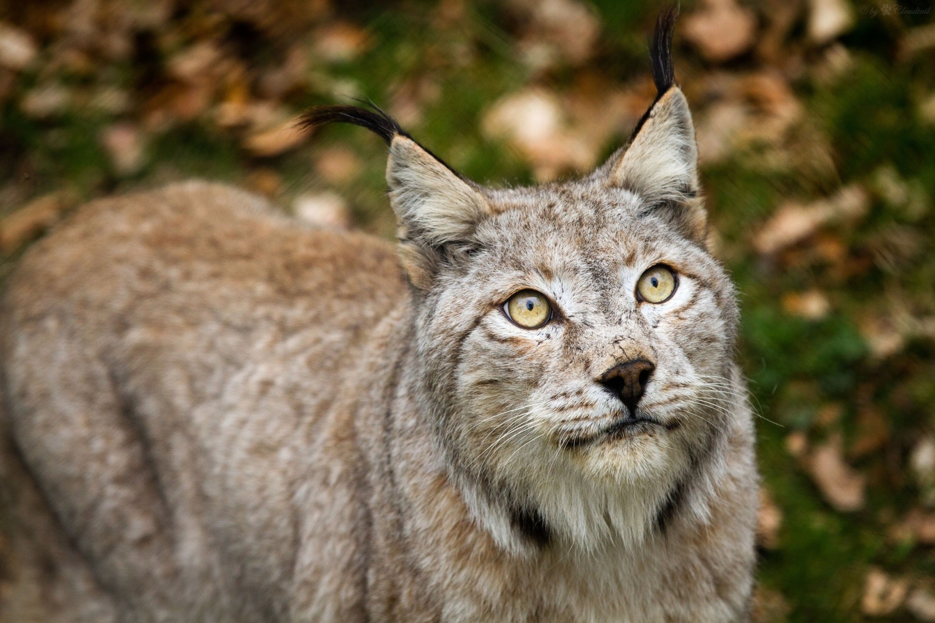 lince gatto selvatico denti