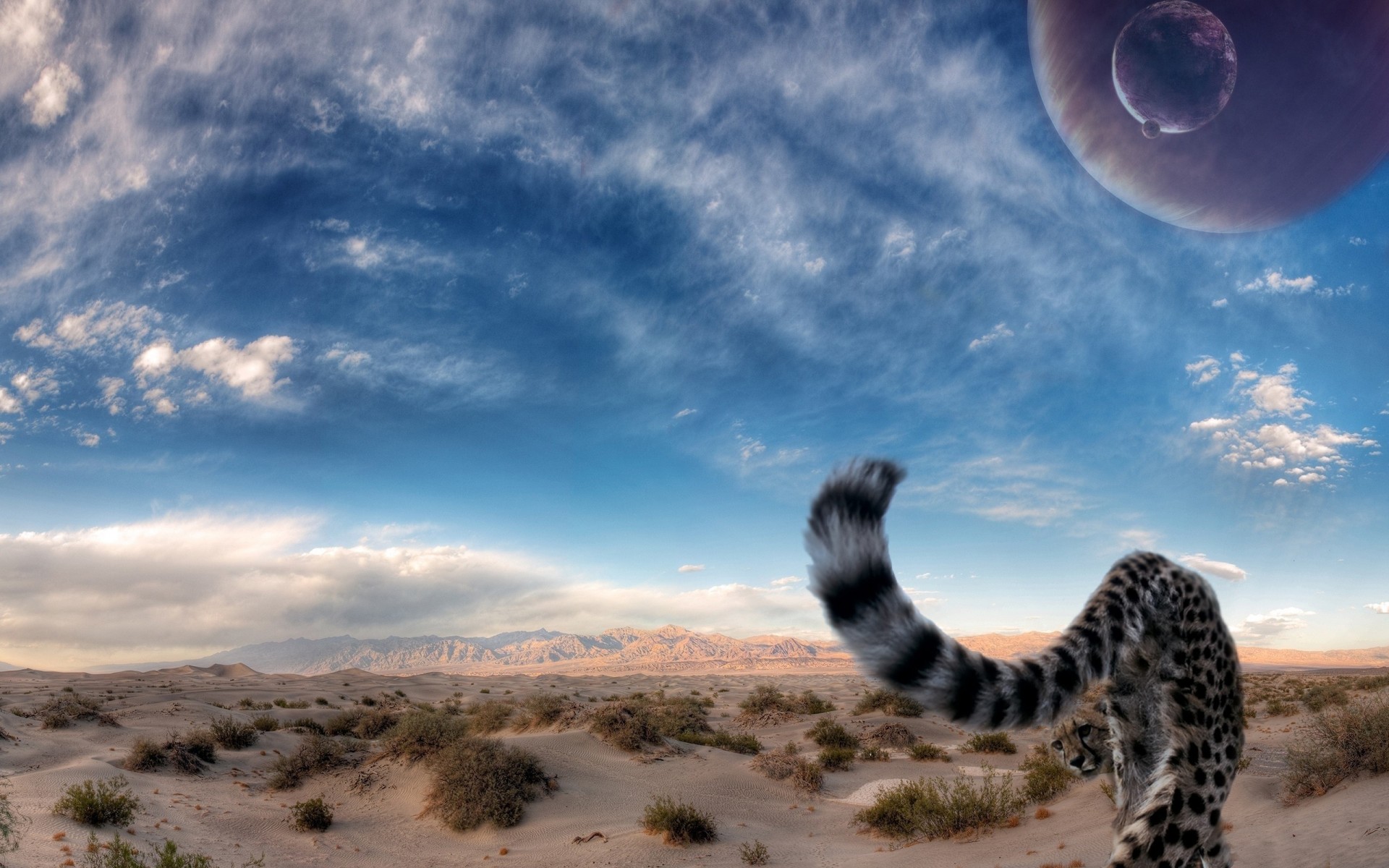 gato grande depredador guepardo cola cielo desierto