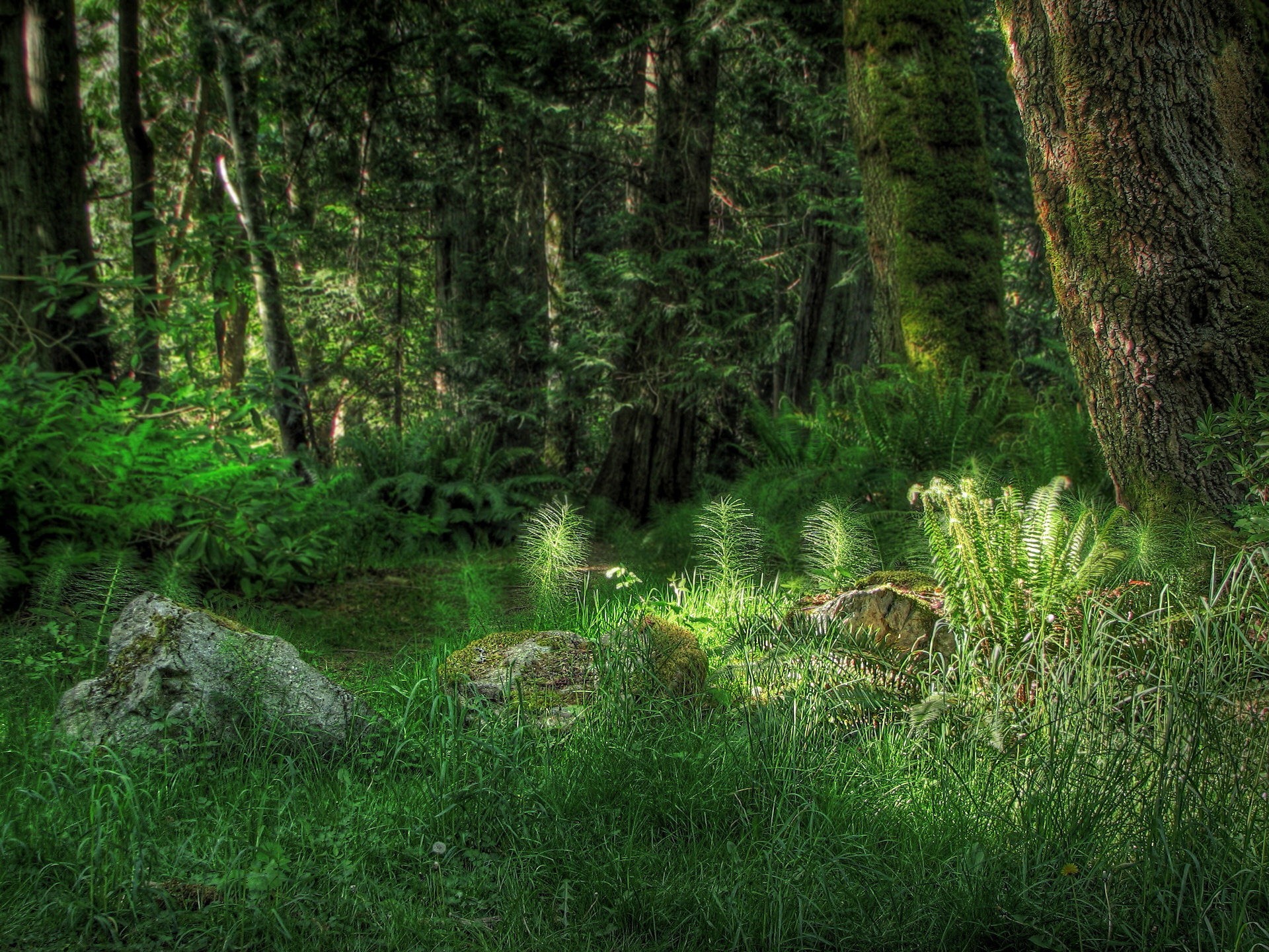 foresta alberi erba luce