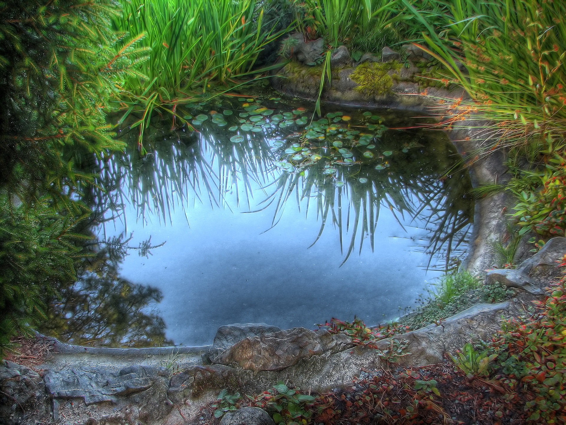 flaque d eau herbe pierres