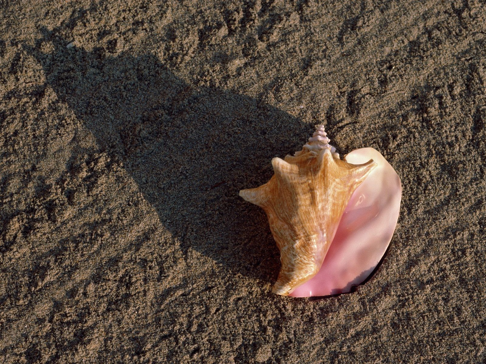 hell sand beach