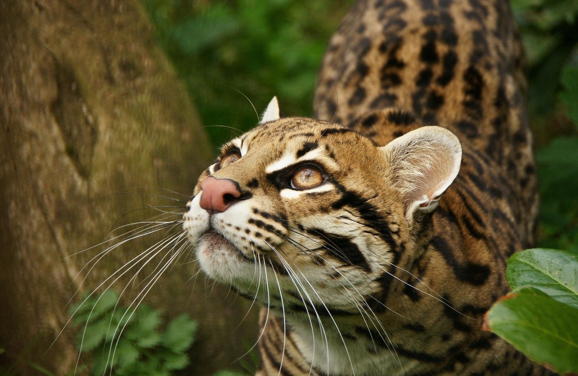 gatto selvatico ocelot denti