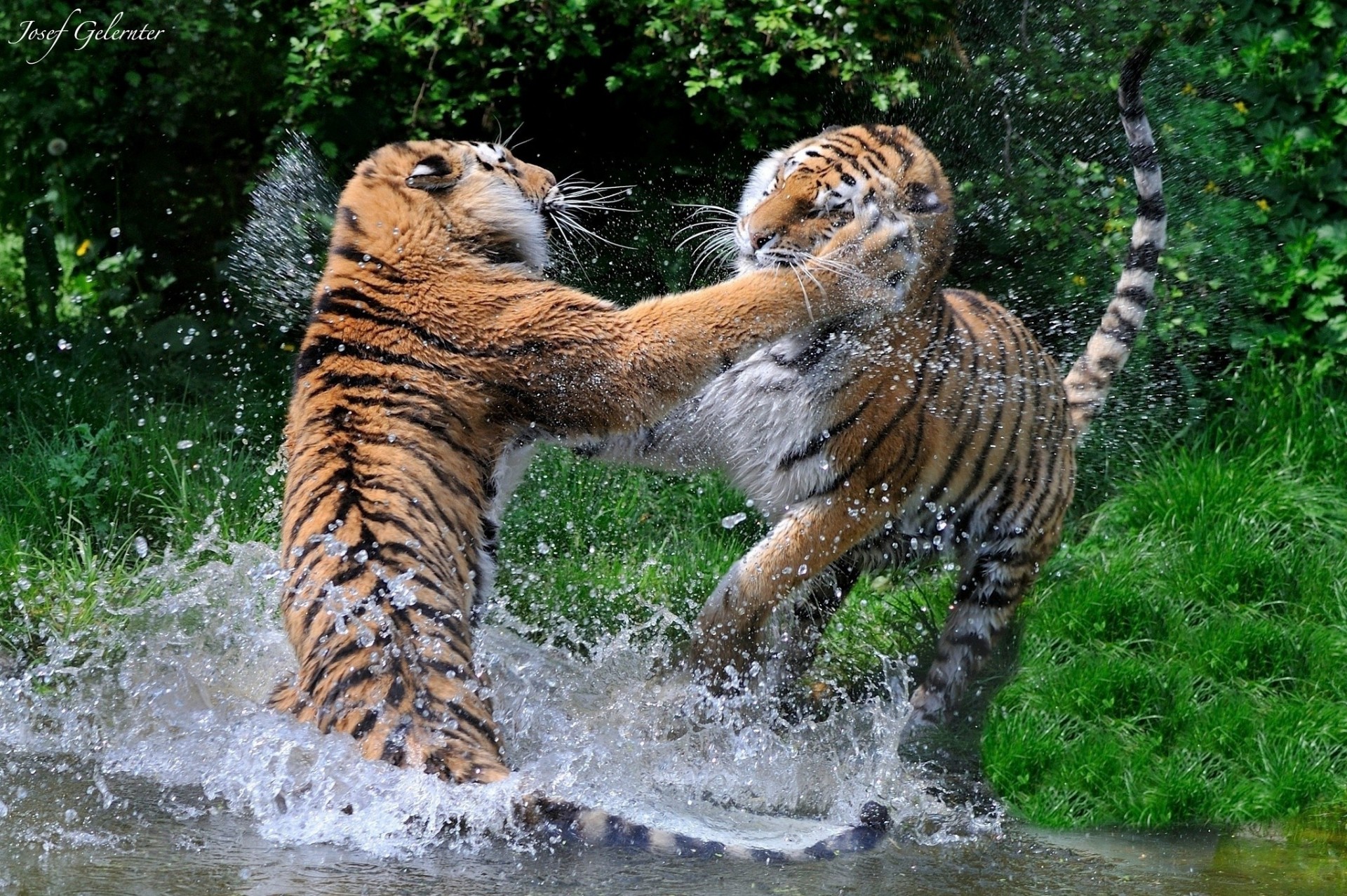 combat chats sauvages tigres jeu prédateurs baignade ballon couple