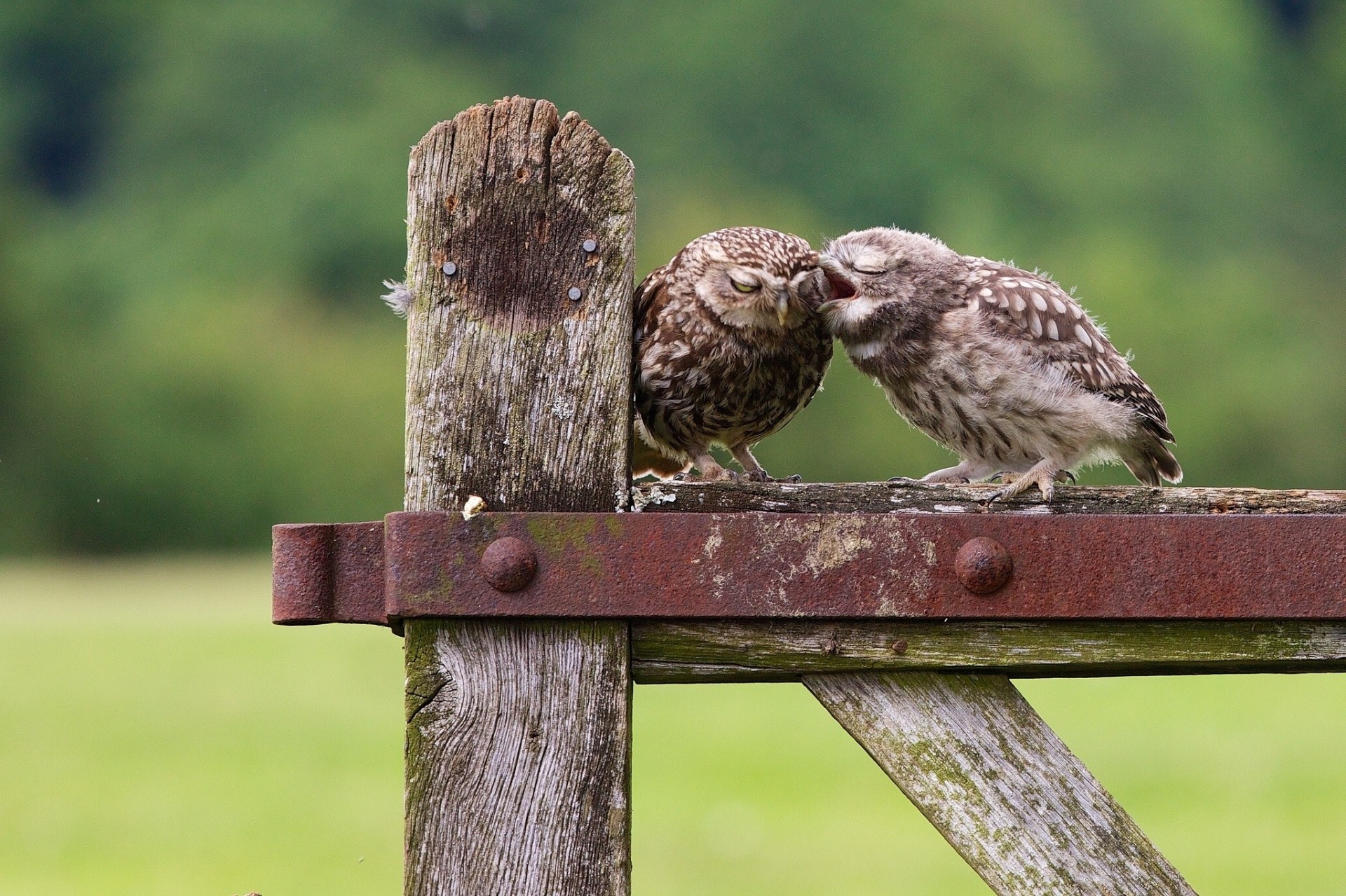 poussin hiboux