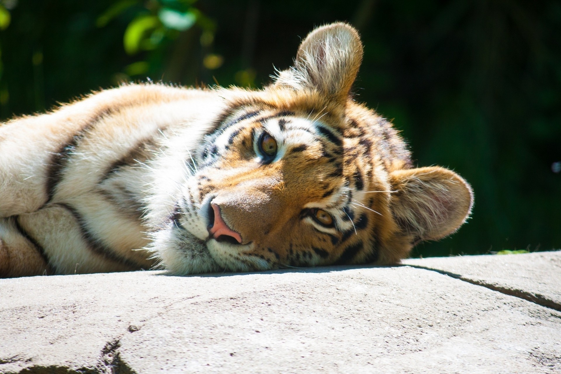 wild cat hats teeth tiger