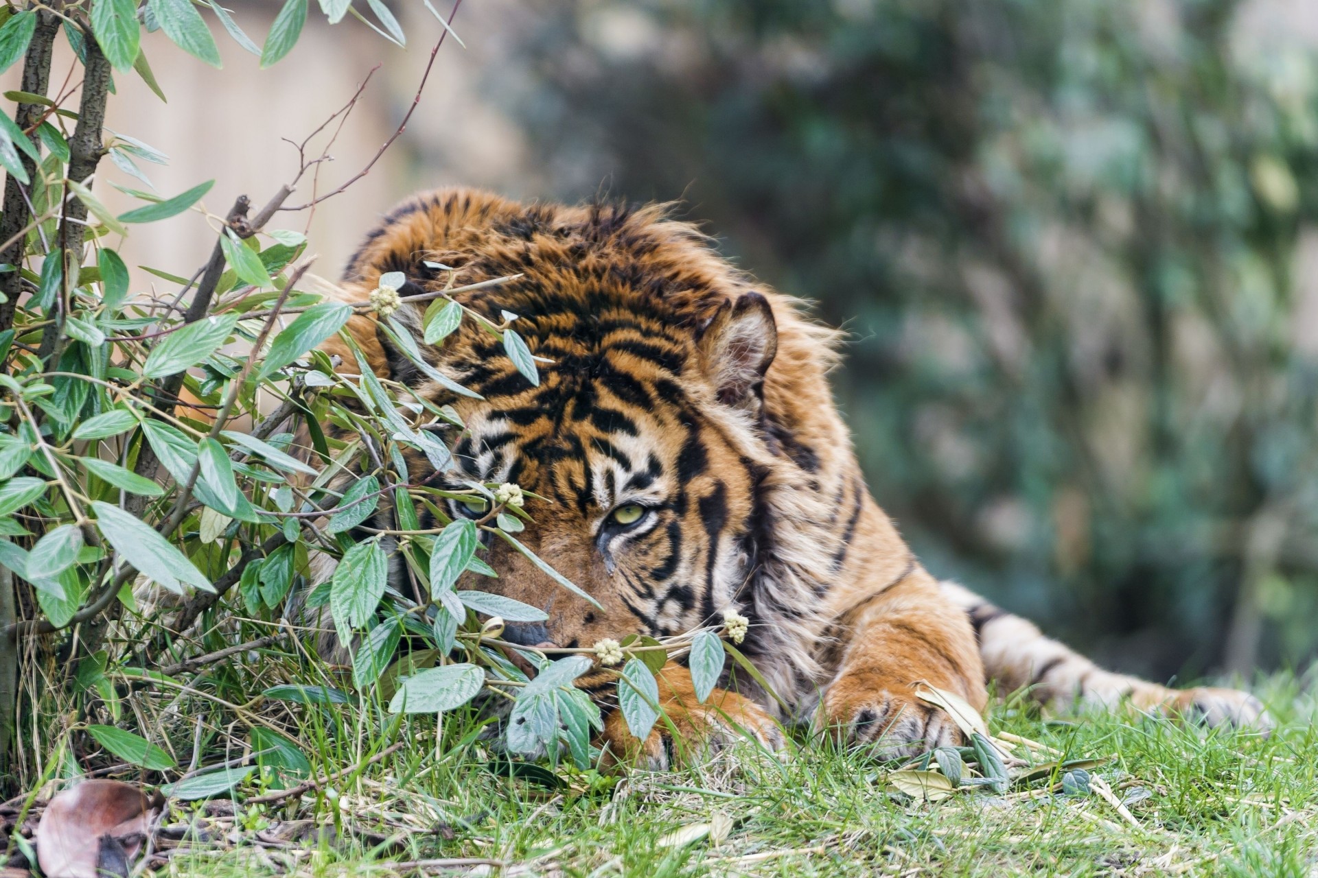 chat sauvage branches vue prédateur tigre